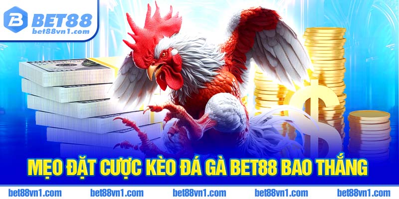 Cẩm nang cho anh em cược đá gà thắng lớn