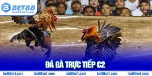 đá gà trực tiếp C2 tại BET88
