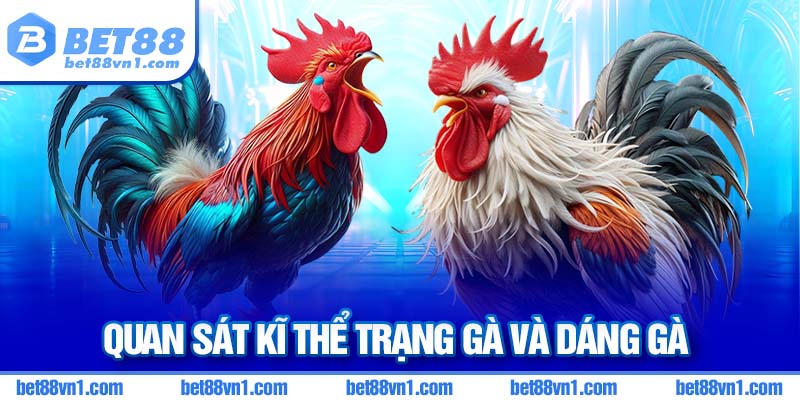 Quan sát kĩ thể trạng và dáng gà
