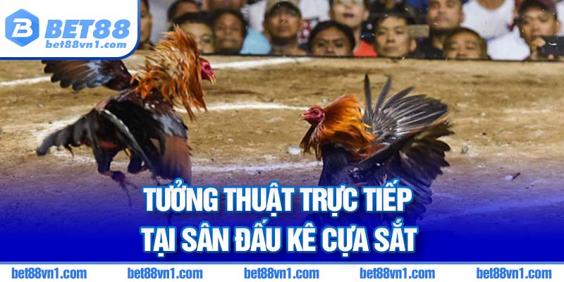 Tường thuật trực tiếp cực rõ nét các trận đá gà cựa sắt BET88